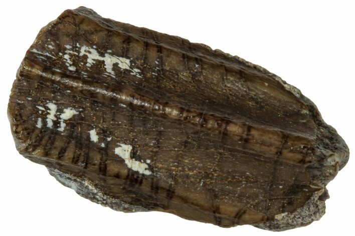 Fossil Hadrosaur (Edmontosaurus) Partial Tooth - Wyoming #323983